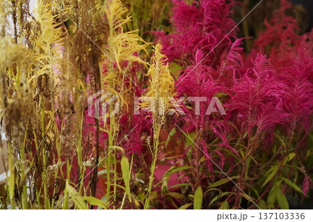 Vibrant Yellow and Magenta Celosia Blooms Garden Display Vibrant Yellow and Magenta Celosia Blooms Garden Display 137103336