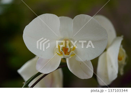 Beautiful White Phalaenopsis Orchid Blossom Close-Up Beautiful White Phalaenopsis Orchid Blossom Close-Up 137103344