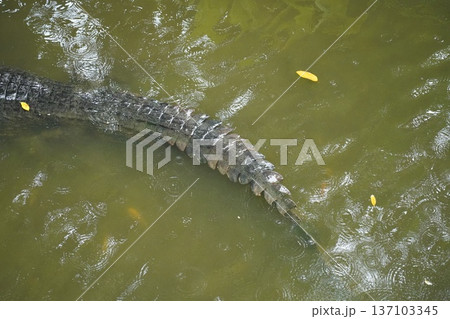 Powerful Crocodile Tail Submerged in Murky Green Water Powerful Crocodile Tail Submerged in Murky Green Water 137103345