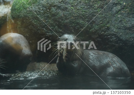 Eurasian Otter Enjoying a Meal in Its Aquatic Habitat 137103350