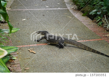 Asian Water Monitor Lizard on a Tropical Park Path Asian Water Monitor Lizard on a Tropical Park Path 137103351