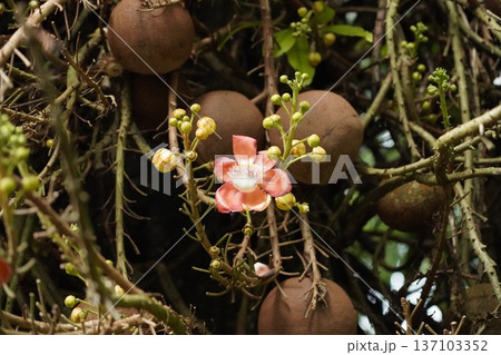 Stunning Cannonball Tree Bloom with Mature Fruits 137103352