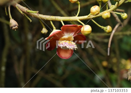Vibrant Cannonball Tree Flower Blossom Close-up 137103353