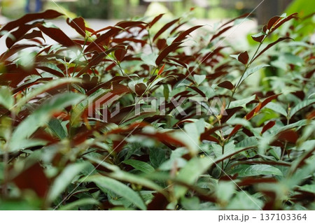 Lush Syzygium Shrub with Striking Red New Growth Lush Syzygium Shrub with Striking Red New Growth 137103364