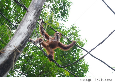 Young Orangutan Climbing Amidst Green Jungle Canopy 137103368