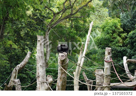 Agile Gibbons Cuddling in Lush Tropical Jungle Habitat 137103372