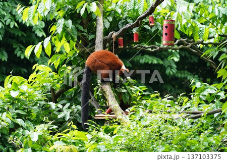 Vibrant Red-ruffed Lemur in Lush Green Foliage Vibrant Red-ruffed Lemur in Lush Green Foliage 137103375