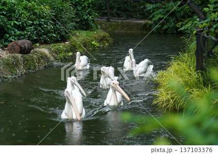 Graceful Great White Pelicans Gliding in Verdant Waterway Graceful Great White Pelicans Gliding in Verdant Waterway 137103376