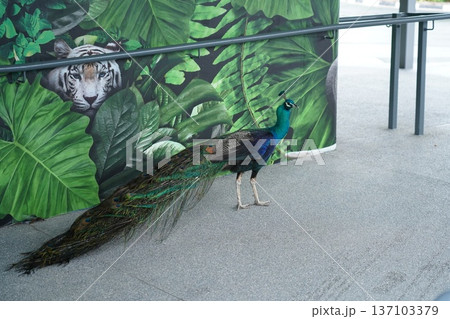 Indian Peafowl and Tropical Jungle Mural with White Tiger Indian Peafowl and Tropical Jungle Mural with White Tiger 137103379