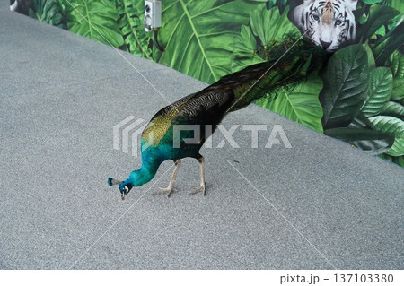 Majestic Indian Peafowl Foraging Against Tropical Jungle Mural 137103380