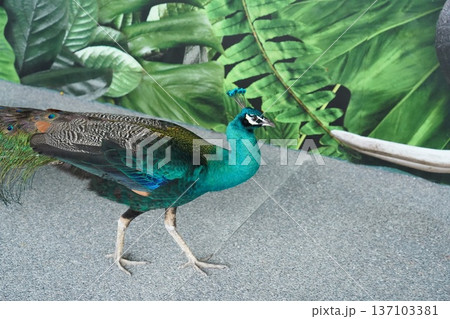 Striking Green Peafowl Glimmering Against Lush Foliage Striking Green Peafowl Glimmering Against Lush Foliage 137103381