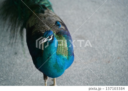 Stunning Indian Peafowl Portrait Vibrant Blue Plumage Stunning Indian Peafowl Portrait Vibrant Blue Plumage 137103384