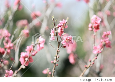 ハナモモ ピンク 春 花 2月 137103486