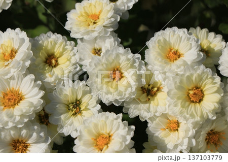八重小菊の花 137103779