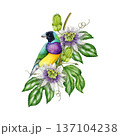 Bright tropical bird with exotic flowers watercolor illustration. Hand drawn Australian gouldian finch perched on lush passionflower vine vintage style realistic illustration on white background 137104238