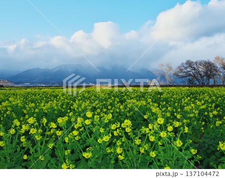 冬の琵琶湖 雪山と早咲きの菜の花畑 冬の琵琶湖 雪山と早咲きの菜の花畑 137104472