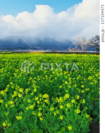 冬の琵琶湖　雪山と早咲きの菜の花畑 137104473