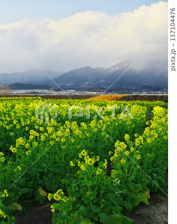 冬の琵琶湖　雪山と早咲きの菜の花畑 137104476