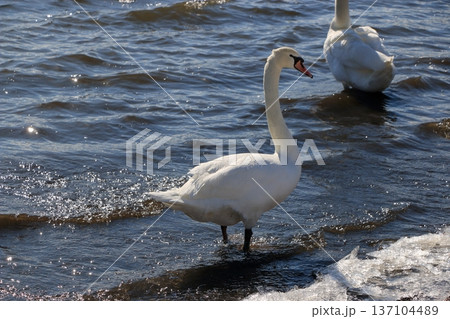 Swans on the shores of lake Yamanakako on a winter day in Yamanakako in Yamanashi Japan Swans on the shores of lake Yamanakako on a winter day in Yamanakako in Yamanashi Japan 137104489
