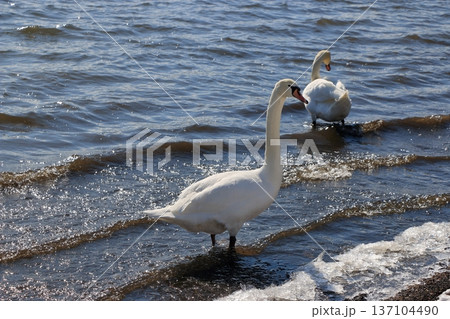 Swans on the shores of lake Yamanakako on a winter day in Yamanakako in Yamanashi Japan Swans on the shores of lake Yamanakako on a winter day in Yamanakako in Yamanashi Japan 137104490