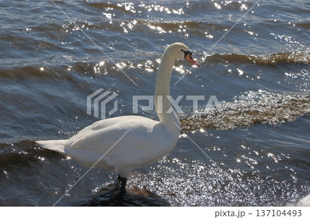 Swans on the shores of lake Yamanakako on a winter day in Yamanakako in Yamanashi Japan Swans on the shores of lake Yamanakako on a winter day in Yamanakako in Yamanashi Japan 137104493