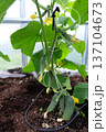 A green house with cucumbers growing 137104673