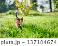 A cute baby cat kitten, playing and explorind the garden 137104674