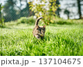 A cute baby cat kitten, playing and explorind the garden 137104675
