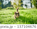 A cute baby cat kitten, playing and explorind the garden 137104676