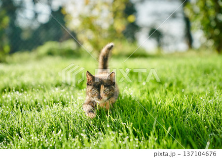 A cute baby cat kitten, playing and explorind the garden 137104676