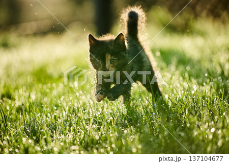 A cute baby cat kitten, playing and explorind the garden 137104677