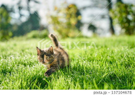 A cute baby cat kitten, playing and explorind the garden A cute baby cat kitten, playing and explorind the garden 137104678