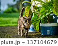 A cute baby cat kitten, playing and explorind the garden 137104679