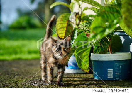 A cute baby cat kitten, playing and explorind the garden A cute baby cat kitten, playing and explorind the garden 137104679