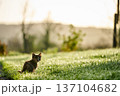 A cute baby cat kitten, playing and explorind the garden 137104682