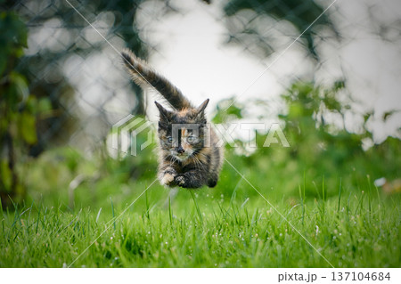 A cute baby cat kitten, playing and explorind the garden 137104684