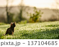 A cute baby cat kitten, playing and explorind the garden 137104685