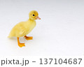 Ducling on white background full body 137104687