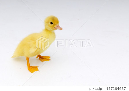 Ducling on white background full body Ducling on white background full body 137104687