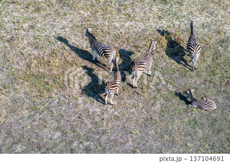 Aerial shot of Zebras grazing in the Okavango Delta 137104691