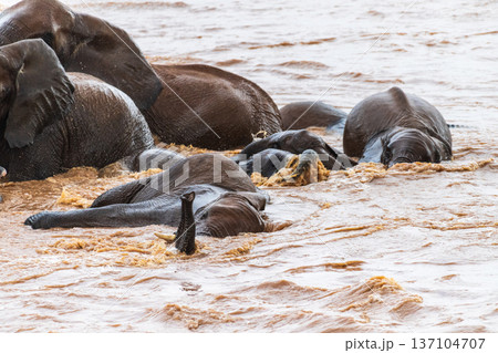 African elephant in Samburu National Reserve 137104707