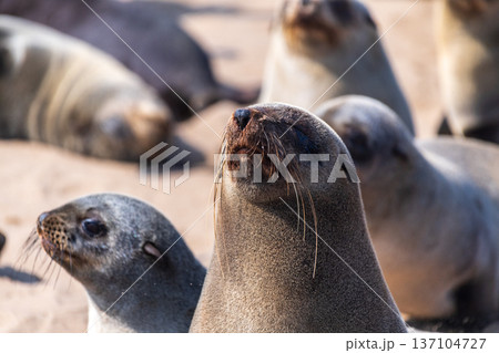 Seals at cape cross 137104727
