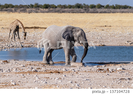 African Elephant drinking at a waterhole African Elephant drinking at a waterhole 137104728
