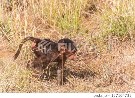 Baboons in Samburu national reserve 137104733