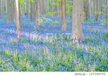 Sunrise illuminating bluebells Sunrise illuminating bluebells 137104735