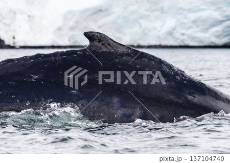 Close-up of the back and dorsal fin of a humpback whale 137104740