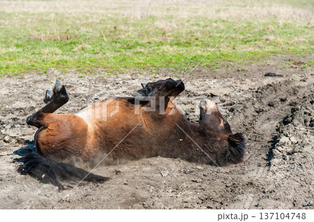 Horse Rolling on its back Horse Rolling on its back 137104748