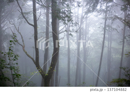 林 森 樹林 137104882