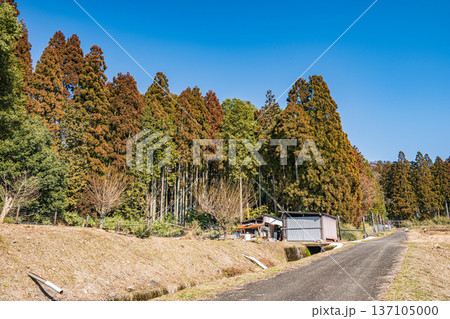 奥琵琶湖の針葉樹林 滋賀県長浜市永原 奥琵琶湖の針葉樹林 滋賀県長浜市永原 137105000
