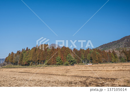 奥琵琶湖の棚田風景 滋賀県長浜市永原 奥琵琶湖の棚田風景 滋賀県長浜市永原 137105014